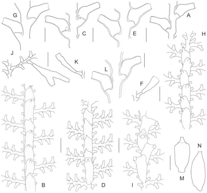 Fig. 3.  ― A–B.  Gonaxia amphorifera Vervoort, 1993 (SMIB6, Stn. DW127). A. Two successive  cladial internodes with their hydrothecae