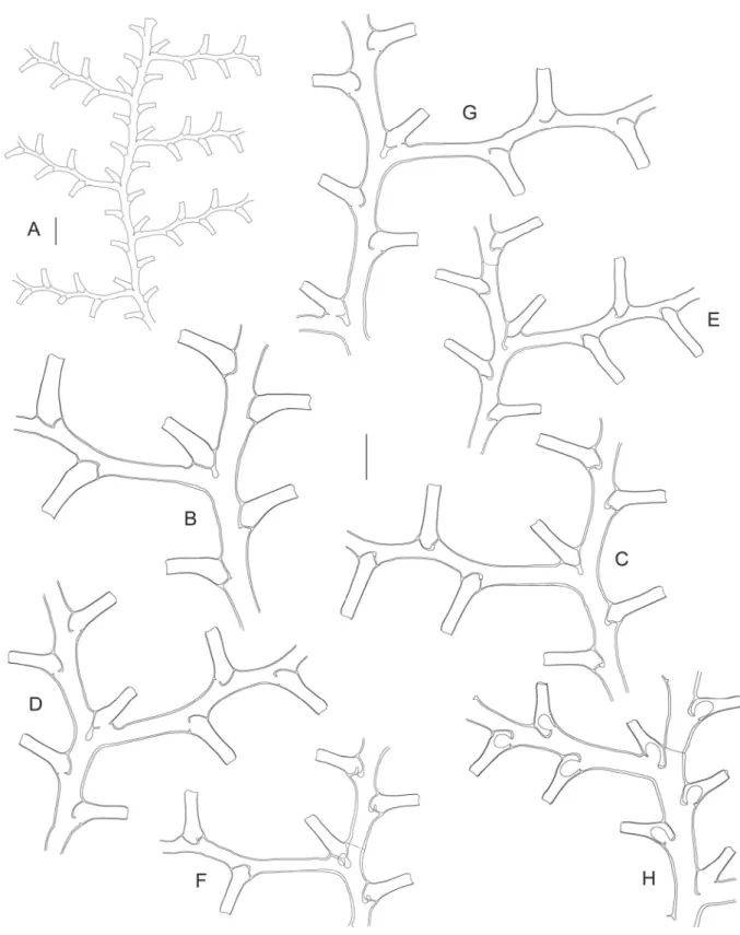 Fig. 5. ― A–B. Gonaxia nova sp. nov. (MUSORSTOM 8, Stn. CP1083). A. Distalmost, monosiphonic  part of a colony