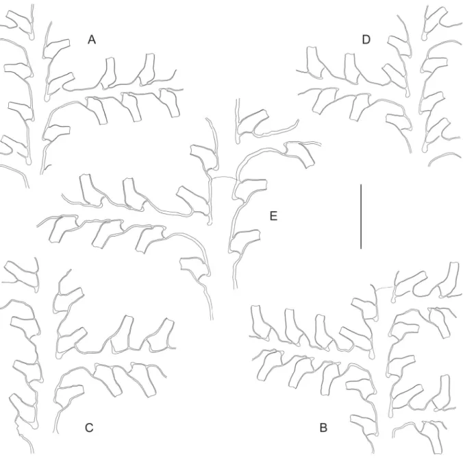 Fig. 2.  ―  A.  Gonaxia amphorifera Vervoort, 1993 (SMIB 6, Stn. DW127), portion of stem with  cladium