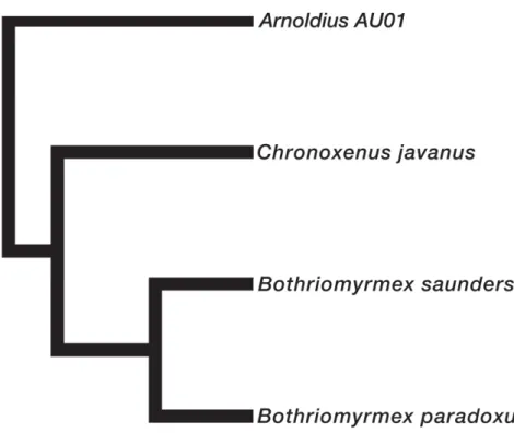 Fig. 1. Phylogenetic relationships among three closely related genera in the tribe Bothriomyrmecini,  based on Ward et al