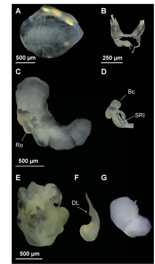 Fig. 5. Anatomy of  Intermaria kermanshahensis (Glöer &amp; Pešić, 2009) gen. et comb