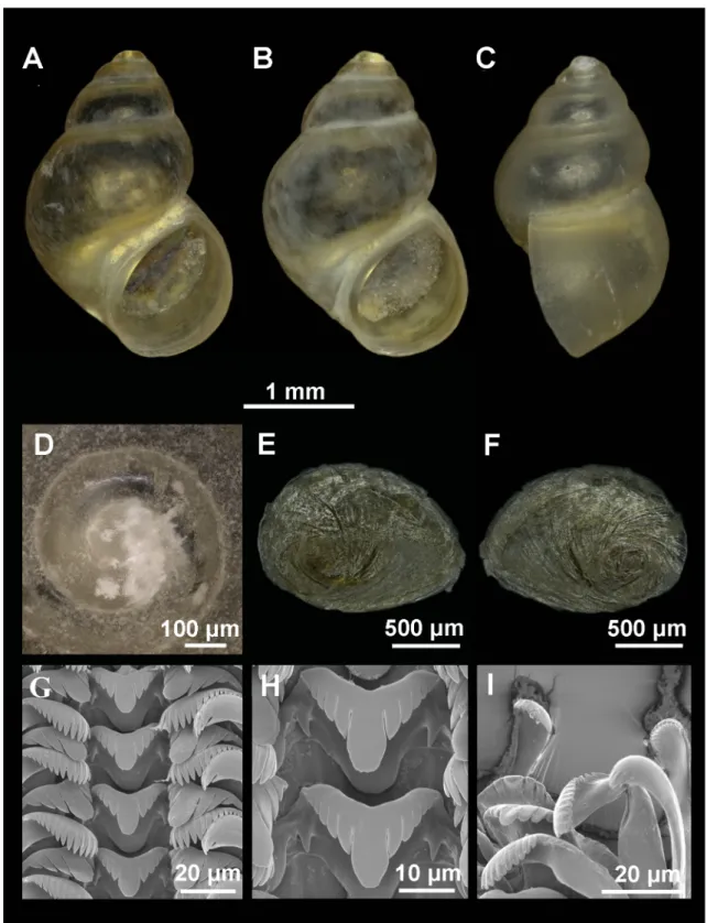 Fig. 6. Shell, operculum and radula of Persipyrgula saboori (Glöer &amp; Pešić, 2009) gen