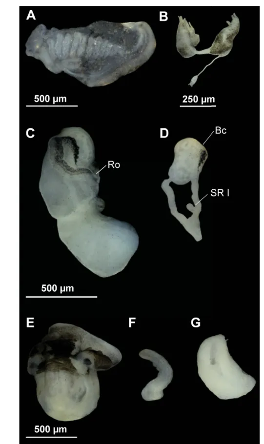 Fig. 7. Anatomy of Persipyrgula saboori (Glöer &amp; Pešić, 2009) gen. et comb. nov. from Zou Eram  spring in Zou Eram village, Khorrasan Province, Iran