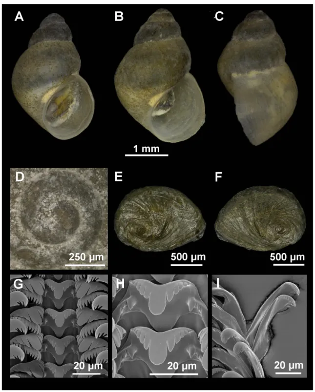 Fig. 2. Shell, operculum and radula of Intermaria zagrosensis (Glöer &amp; Pešić, 2009) gen