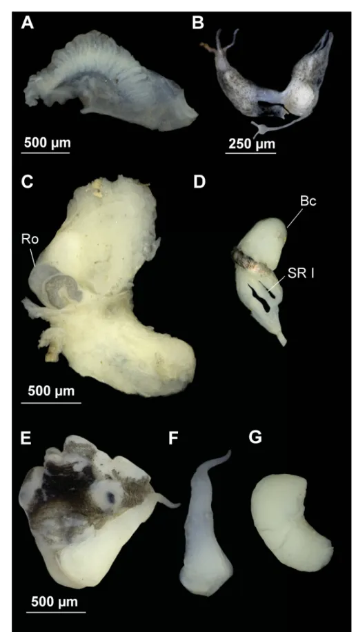Fig. 3. Anatomy of Intermaria zagrosensis (Glöer &amp; Pešić, 2009) gen. et comb. nov