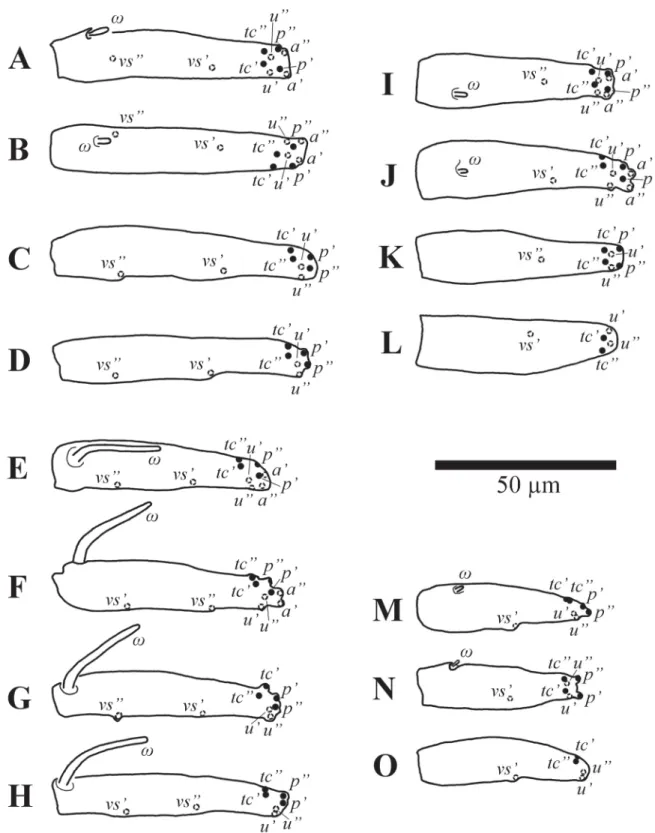 Fig. 4. Schematic tarsal setations of Neophyllobius cibyci sp. nov. A–D.  ♀, holotype