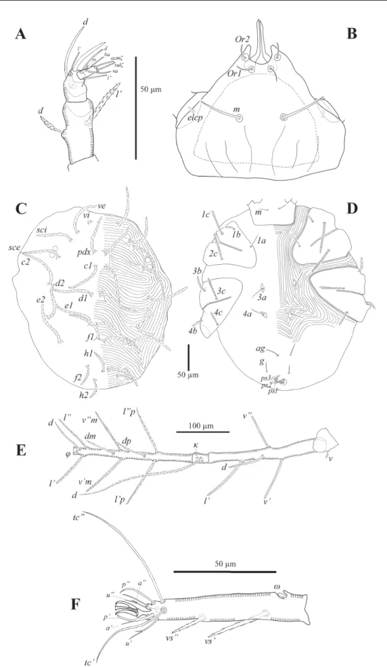 Fig. 6. Neophyllobius tescalicola sp. nov., ♀, holotype. A. Palp. B. Subcapitulum. C. Dorsal idiosoma