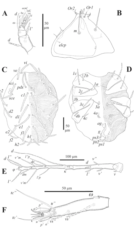 Fig. 1.  Neophyllobius cibyci sp. nov., ♀, holotype. A. Palp. B. Subcapitulum. C. Dorsal idiosoma