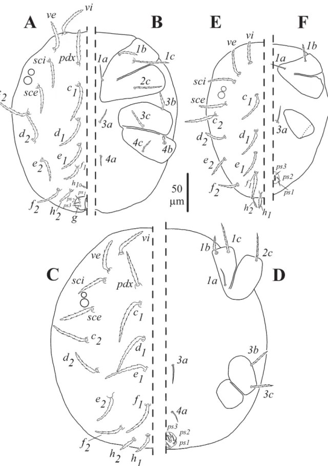 Fig. 2. Neophyllobius cibyci sp. nov. A–B. ♂, paratype (CNAC009238). A. Dorsal idiosoma