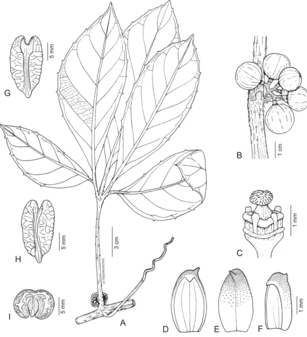 Fig. 3.  Tetrastigma  jaichagunii C.L.Li ex Kochaiph. &amp; Trias-Blasi sp. nov. A. Branch and female  infl  orescence
