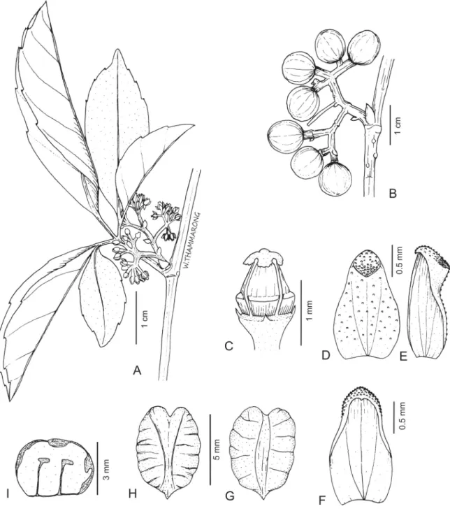 Fig. 1.  Tetrastigma calcicola Kochaiph. &amp; Trias-Blasi sp. nov. A. Branch and female infl  orescence