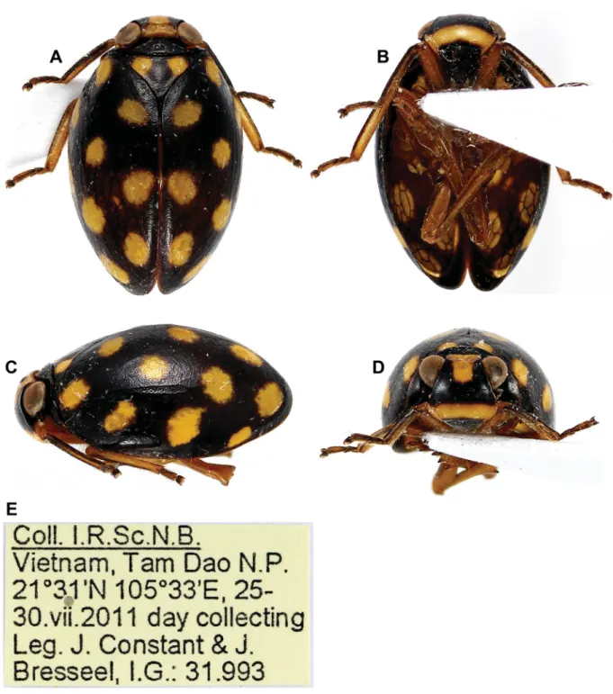 Fig. 5. Gergithus (Maculergithus) tamdao subgen. et sp. nov., holotype, ♂, total length: 6.0 mm