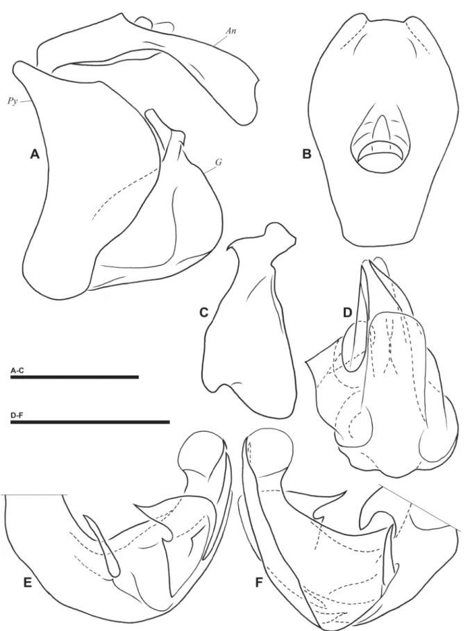 Fig. 6. Gergithus (Maculergithus) tamdao subgen. et sp. nov., holotype, male genitalia
