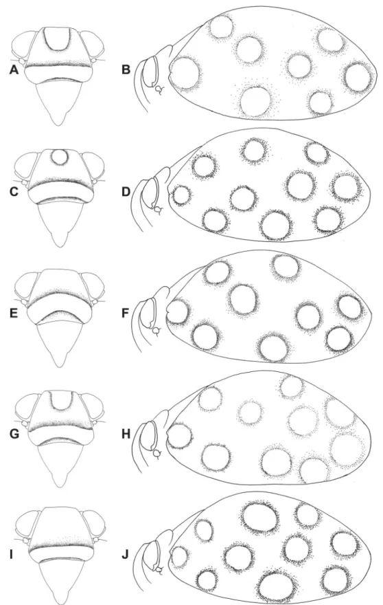 Fig. 2. Gergithus (Maculergithus) subgen. nov., schema of maculation of frons and left tegmen