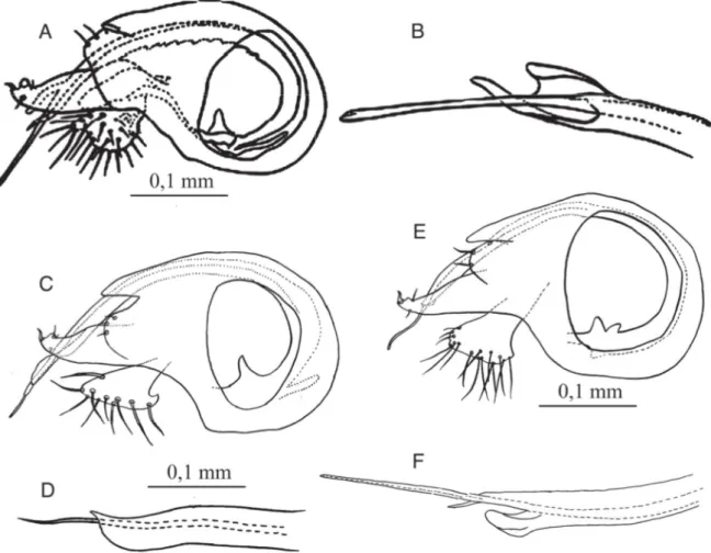 Fig. 4. A–B. Chrysotus tagoi Negrobov, Maslova &amp; Fursov, 2015, ♂, paratype, Japan (Honshu, Ibaraki  Pref., Tsukuba), coll