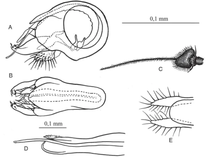 Fig. 2.  Chrysotus saigusai  Negrobov, Kumazawa &amp; Tago sp. nov., ♂, paratype, coll