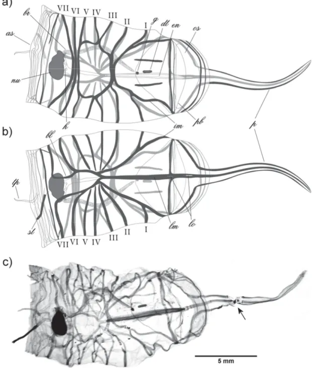 Fig. 2. Oozooid of Brooksia lacromae sp. nov. A. Dorsal view, drawing. B. Ventral view, drawing