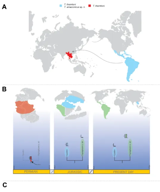 Fig. 1. Hypotheses for the current distribution of Thyrsophorini. A. Dispersal of Thyrsopsocopsis  Mockford, 2004 from the Neotropics