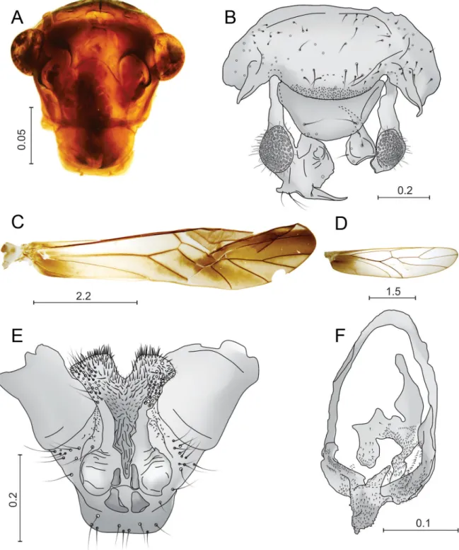 Fig. 2. Thyrsopsocopsis amazonicus sp. nov., ♂, holotype. A. Front view of head. B. Paraprocts, epiproct  and clunium