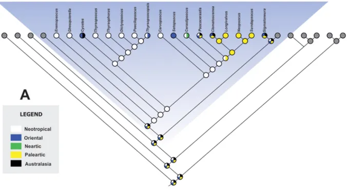 Fig. 4. Parsimony based reconstruction of Thyrsophorini historical biogeography. A. Parsimony based  ancestral reconstruction implemented in Mesquite 3.04