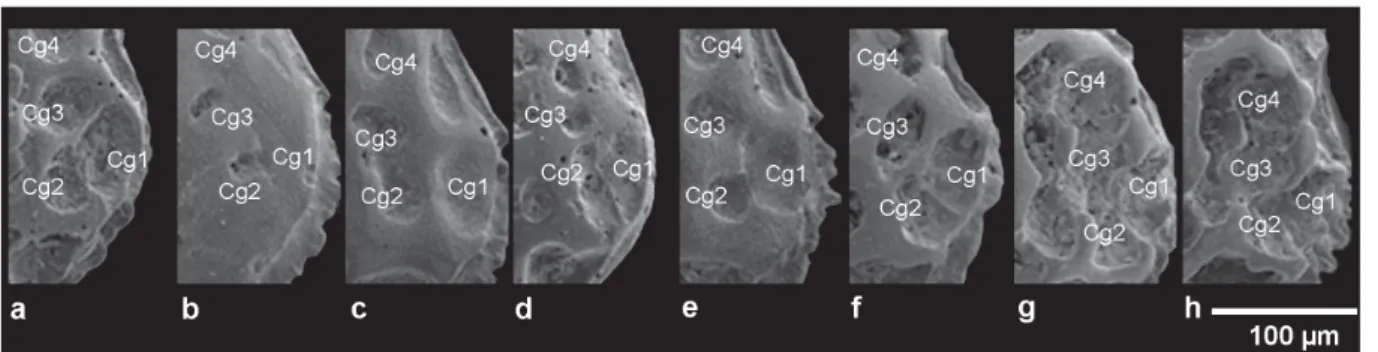 Fig. 6. Detail of the caudal group in different morphs. — A–F.  U. margaritifera (G.W