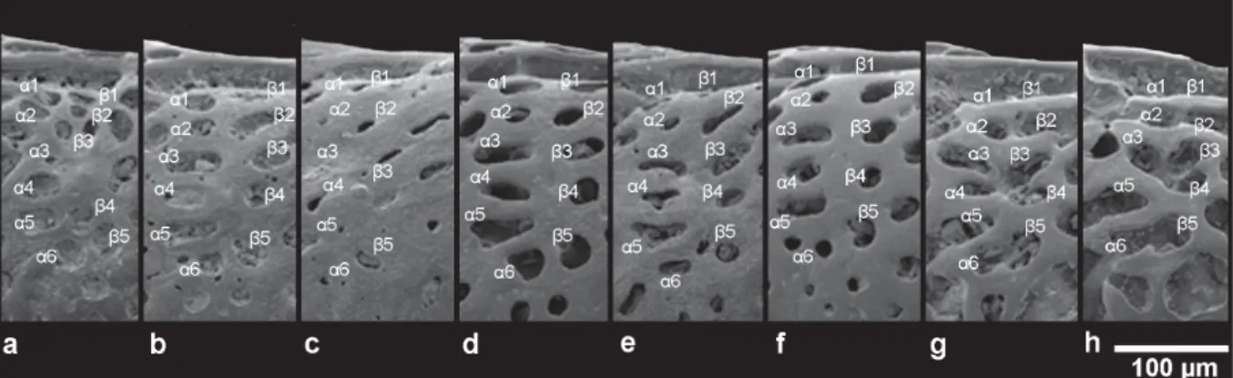 Fig. 5. Dorsal median group in different morphs. — A–F.  U. margaritifera (G.W. Müller, 1894)