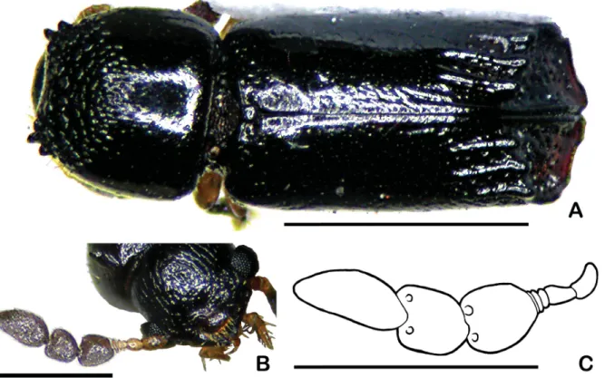 Fig. 1. Octomeristes pusillus Liu &amp; Beaver, gen. et sp. nov., paratype (LYL). A. Dorsal view