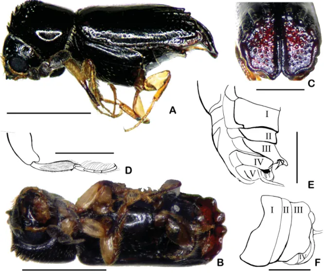 Fig. 2.  Octomeristes pusillus Liu &amp; Beaver, gen. et sp. nov., paratype, ♀ (LYL).  A