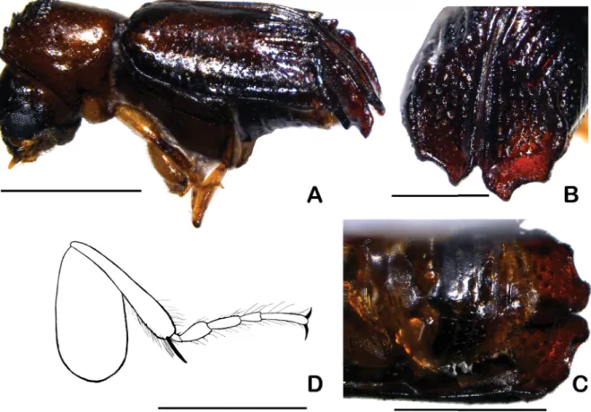 Fig. 3.  Octomeristes pusillus Liu &amp; Beaver, gen. et sp. nov., paratype, ♂ (KSU).  A