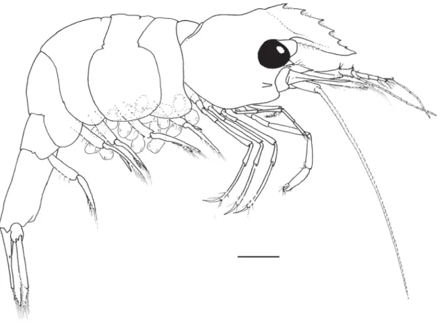 Fig. 6. Hamodactylus pseudaqabai sp. nov., ovigerous ♀, holotype (PoCL 2.0 mm, N. Sulawesi, RMNH.