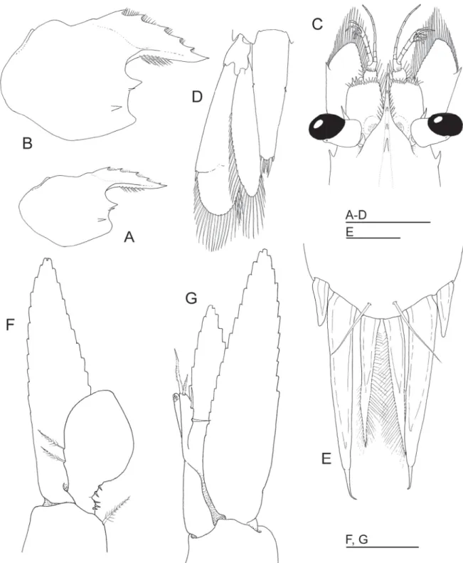 Fig. 7.  Hamodactylus pseudaqabai sp. nov., ♂, allotype (PoCL 1.4 mm, N. Sulawesi, RMNH.