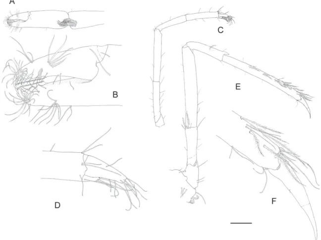 Fig. 9. Hamodactylus pseudaqabai sp. nov., ovigerous ♀, paratype (PoCL 2.2 mm, Sabah, Malaysia,   RMNH.CRUS.D.53969)
