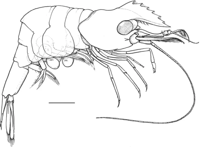 Fig. 1. Hamodactylus paraqabai sp. nov., ovigerous ♀, holotype (PoCL 1.5 mm; Madang, Papua New  Guinea), habitus