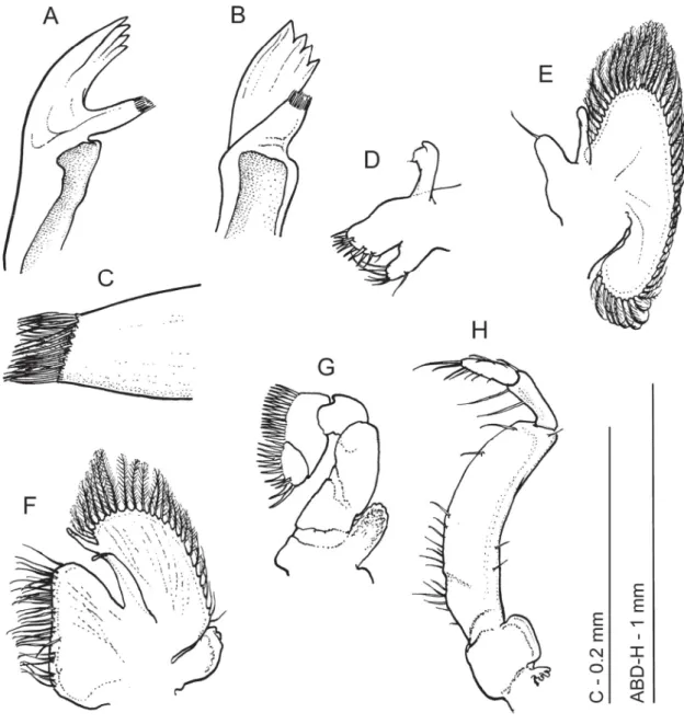 Fig. 4.  Hamodactylus paraqabai sp. nov., ♀, paratype (PoCL 1.6 mm, Madang, Papua New Guinea,  MNHN-IU-2013-11090), mouthparts