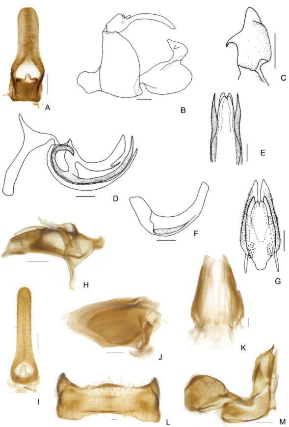 Fig. 5. Orbita parallelodroma Meng &amp; Wang, gen. et sp. nov. — A–F. Holotype. A. Male anal tube,  dorsal view