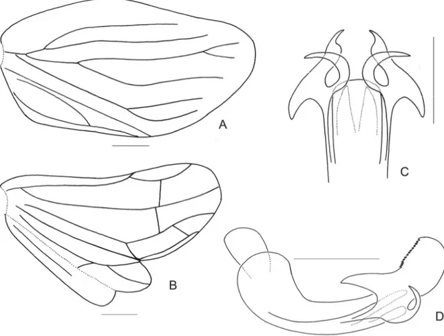 Fig. 7.  Neokodaiana minensis Meng &amp; Qin, sp. nov., holotype.  A.  Tegmen. B. Hind wing