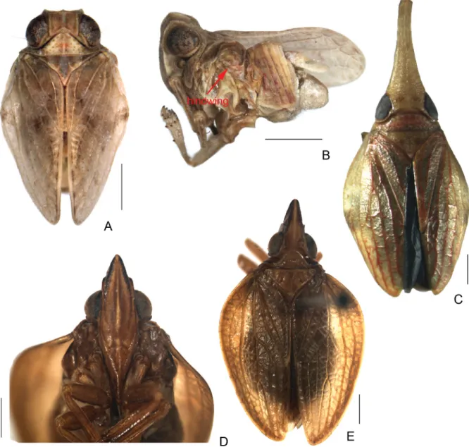 Fig. 1. A.  Celyphoma quadrupla Meng &amp; Wang, 2012, holotype, ♂, habitus, dorsal view