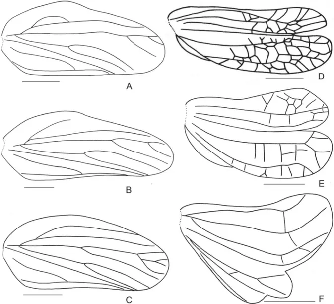 Fig. 2. Tegmen. A. Sarima sp. B. Sarimodes sp. C. Eusarima sp. — Hind wing. D. Macrodarumoides  petalinus Che, Zhang &amp; Wang, 2012, holotype