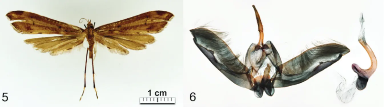 Figs 5-6. Platyptilia stanleyi  Ustjuzhanin &amp; Kovtunovich sp. nov., holotype, ♂ (BMNH 21803)