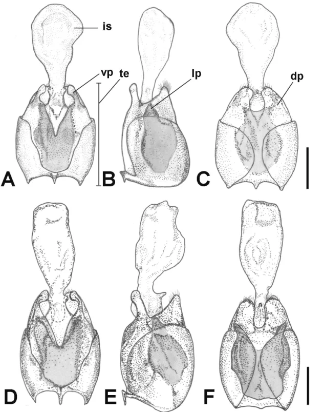 Fig. 3. Aedeagus. A–C. Lycocerus pictus (Wittmer, 1983). D–F. L. yitingi Hsiao &amp; Okushima sp