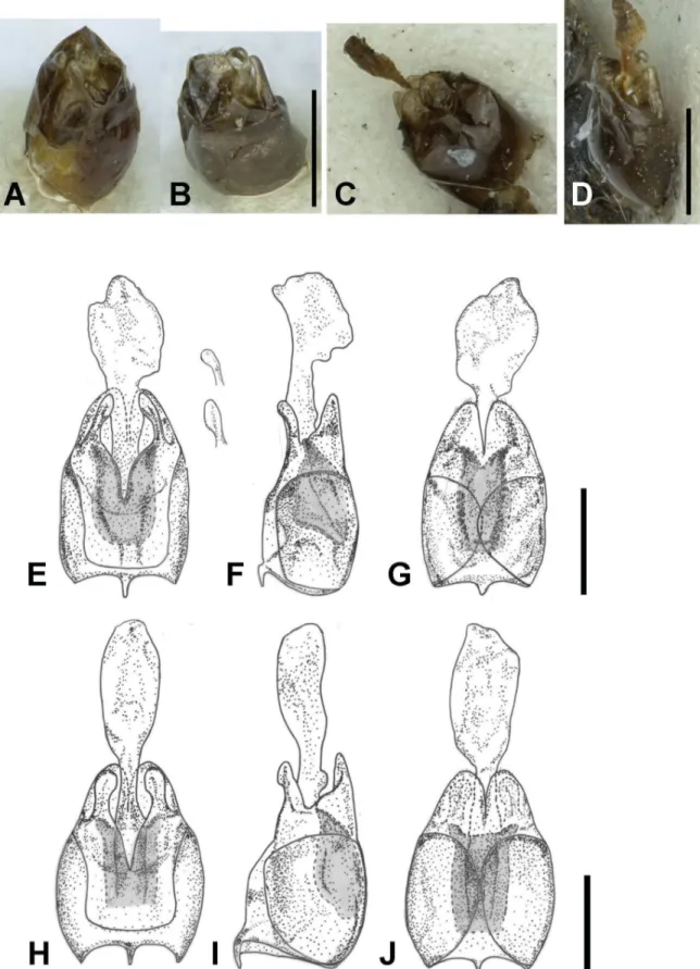 Fig. 4. Aedeagus.  A–B.  Lycocerus araticollis (Fairmaire, 1897). C–D.  L. griseopubens (Pic, 1928)