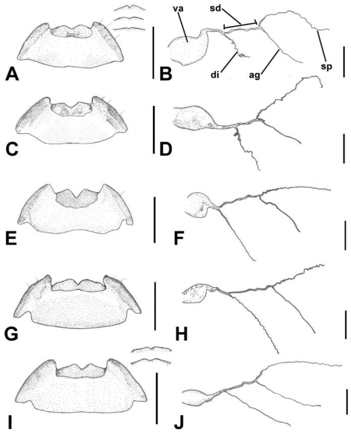 Fig. 6. A–B.  Lycocerus pictus (Wittmer, 1983). C–D.  L. yitingi  Hsiao &amp; Okushima sp
