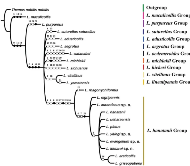 Fig. 9. Phylogenetic reconstruction of the Lycocerus hanatanii species group. Strict consensus tree with  characters mapped on branches using unambiguous character changes in WinClada