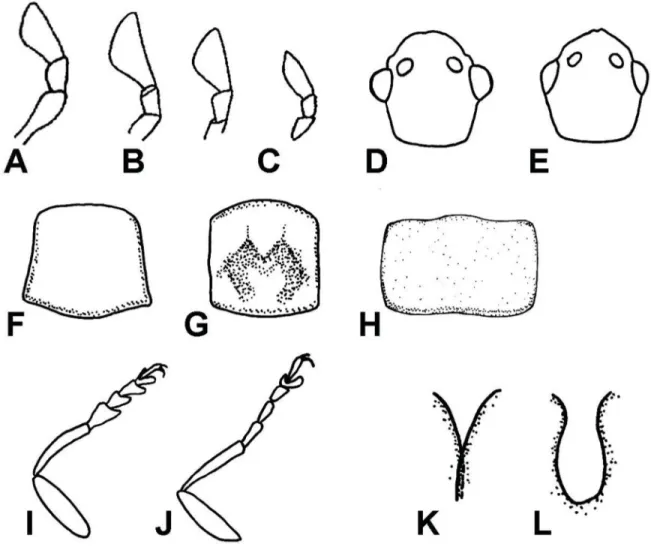 Fig. 1. Morphological characters used for the phylogenetic analysis and key. A–C. Terminal maxillary  palpomere