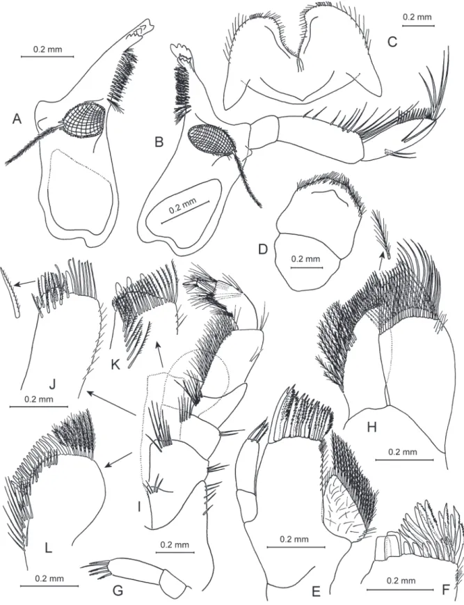 Fig. 8. Zenkevitchia sandroruffoi sp. nov. — A–E, G–K. Holotype, ♂, 8.0 mm, X44041/Cr-1647-FEFU