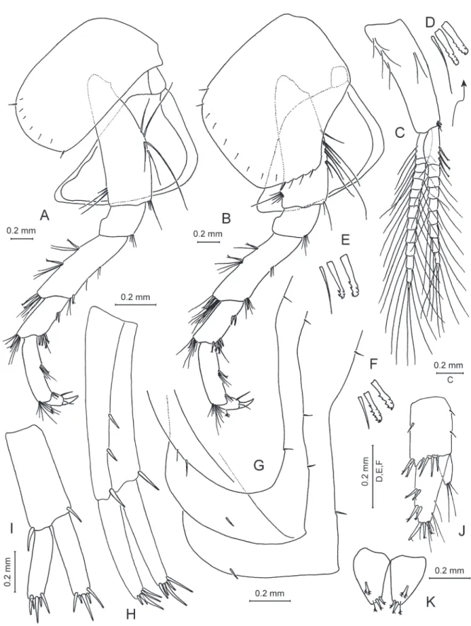 Fig. 9. Zenkevitchia sandroruffoi sp. nov. Holotype, ♂, 8.0 mm, X44041/Cr-1647-FEFU. A