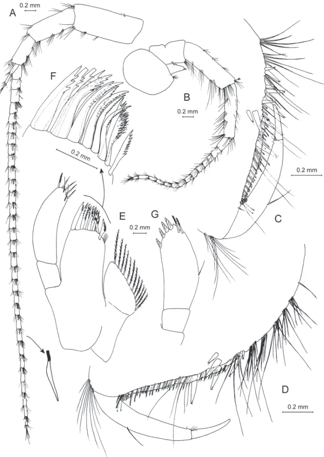 Fig. 5. Anopogammarus birsteini Derzhavin, 1945. ♀, 9.0 mm, X44039/Cr-1645-FEFU. A. Antenna  1