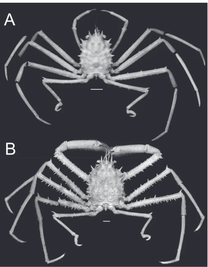 Fig. 2. Overall habitus. Moloha alisae Guinot &amp; Richer de Forges, 1995. A. Holotype, ♂ (cl 36.1 mm,  cw 29.7 mm) (MNHN-IU-2008-11077), Seychelles