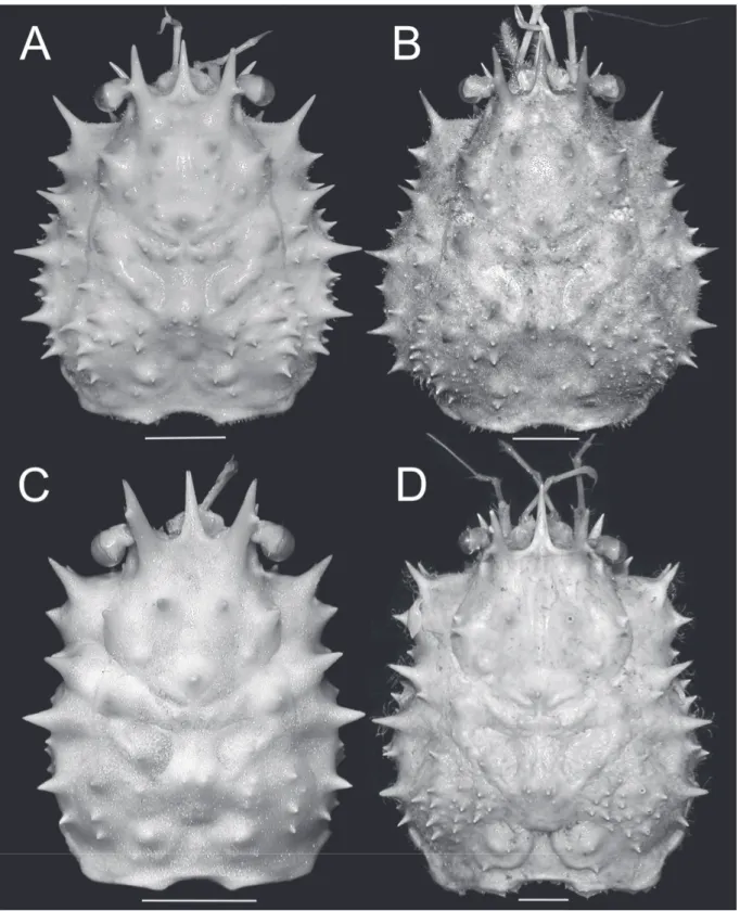 Fig. 3. Dorsal view of carapace. A. Moloha grandperrini Guinot &amp; Richer de Forges, 1995