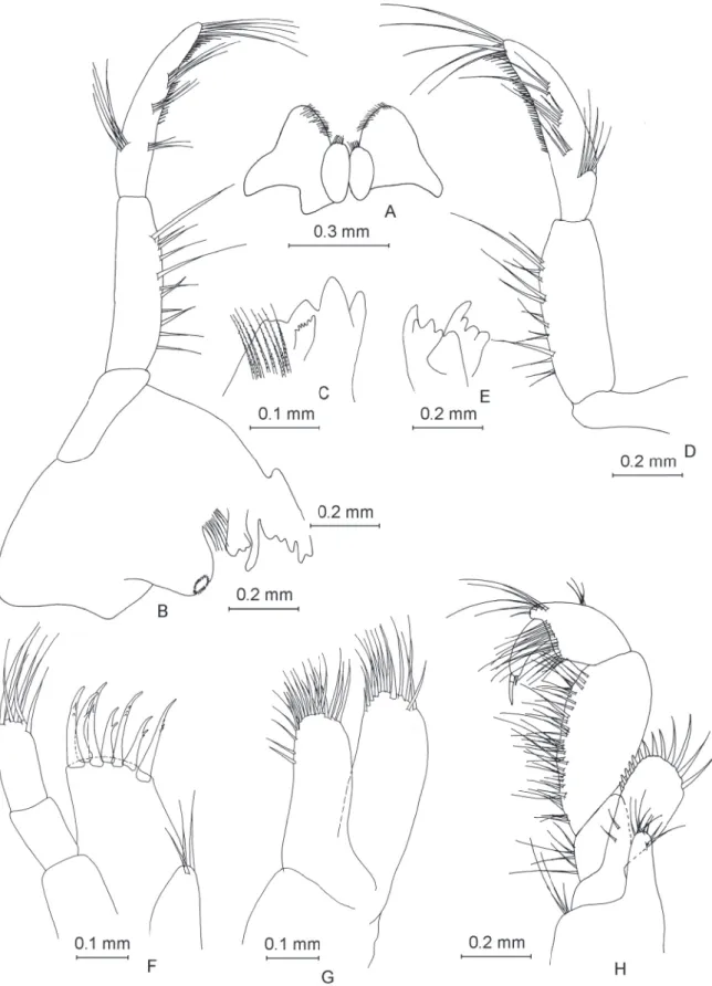 Fig. 4. ♂, mouthparts. A. Labium. B. Left mandible. C. Detail (the incisor process and lacinia mobilis)  of left mandible